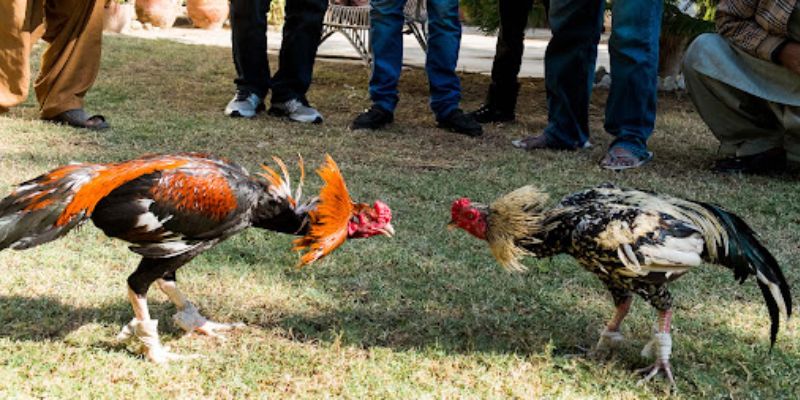 Đá Gà Thomo - Siêu Phẩm Giải Trí Kịch Tính Nhất Mọi Thời Đại 2 Đá gà Thomo chưa bao giờ khiến anh em thất vọng vì độ hấp dẫn