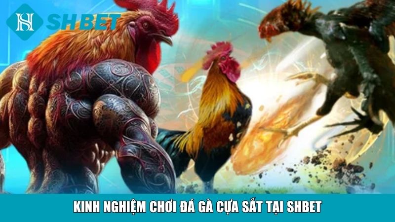 Đá Gà Cựa Sắt Tại SHBET – Sân Chơi Uy Tín, Hấp Dẫn 4 Kinh nghiệm chơi đá gà cựa sắt tại SHBET