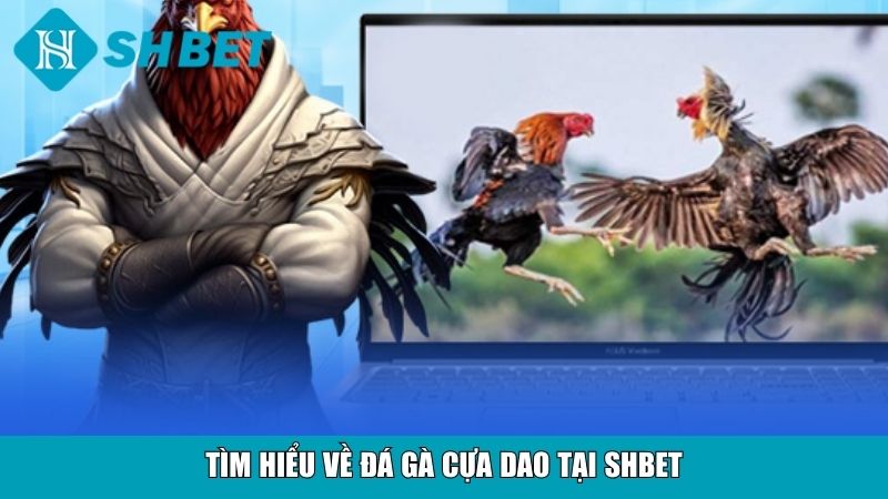 Đá Gà Cựa Dao SHBET – Trải Nghiệm Cá Cược Trực Tuyến Đỉnh Cao 2 Tìm hiểu về đá gà cựa dao tại SHBET